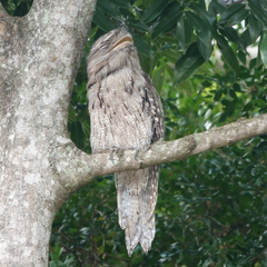 Podargus strigoides