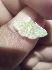 Synchlora