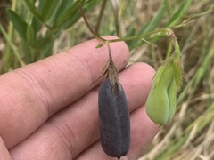 Crotalaria sagittalis