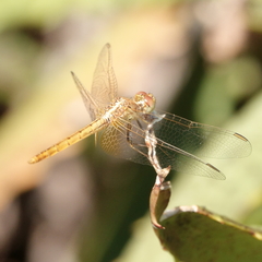Diplacodes haematodes