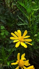 Euryops