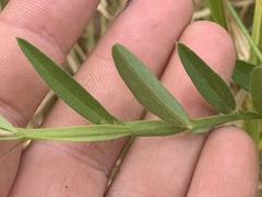 Crotalaria sagittalis