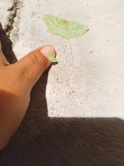 Synchlora