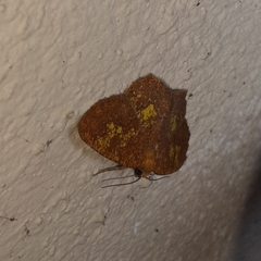 Periclina merana
