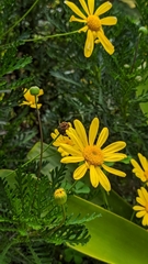 Euryops
