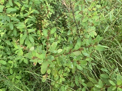 Hypericum walteri