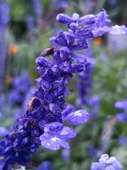 Salvia farinacea