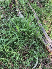 Microlaena stipoides