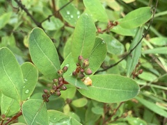 Hypericum walteri