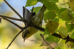 Setophaga fusca