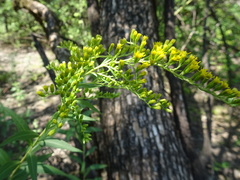 Solidago missouriensis
