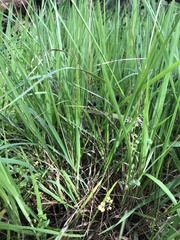 Microlaena stipoides