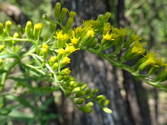 Solidago missouriensis