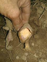 Microtus lusitanicus