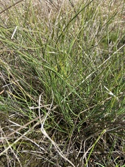 Tricoryne elatior