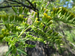 Solidago missouriensis