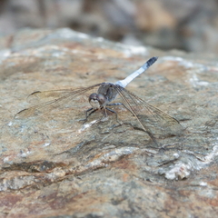 Orthetrum caledonicum
