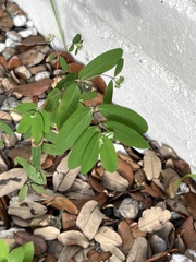 Euphorbia hypericifolia
