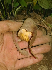 Microtus lusitanicus