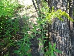 Solidago missouriensis