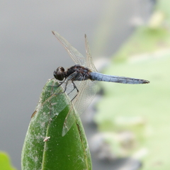 Crocothemis nigrifrons