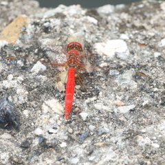 Diplacodes haematodes
