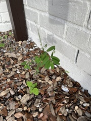 Euphorbia hypericifolia
