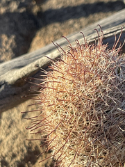 Mammillaria