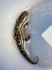 Ambystoma tigrinum