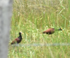 Jacana spinosa