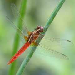 Rhodothemis lieftincki