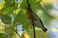 Setophaga fusca