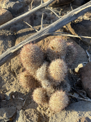 Mammillaria