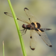 Rhyothemis phyllis