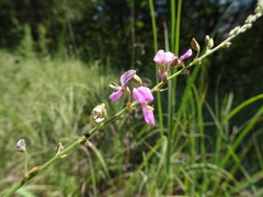 Desmodium perplexum