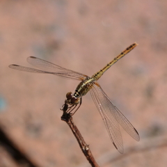 Diplacodes bipunctata