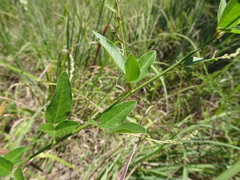Desmodium perplexum