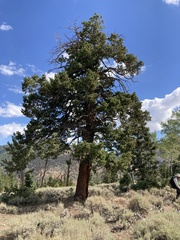 Pseudotsuga menziesii glauca