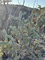 Cylindropuntia cholla