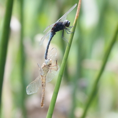 Crocothemis nigrifrons