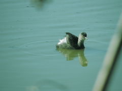 Tachybaptus dominicus