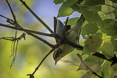 Setophaga fusca