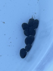 Nerita picea