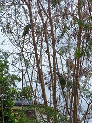 Trichoglossus moluccanus