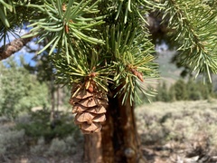 Pseudotsuga menziesii glauca