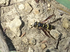 Euodynerus foraminatus