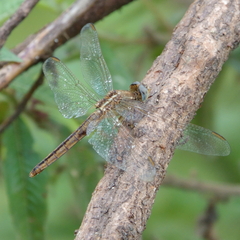 Crocothemis nigrifrons