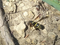 Euodynerus foraminatus