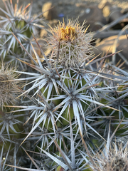 Corynopuntia invicta