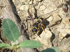 Euodynerus foraminatus